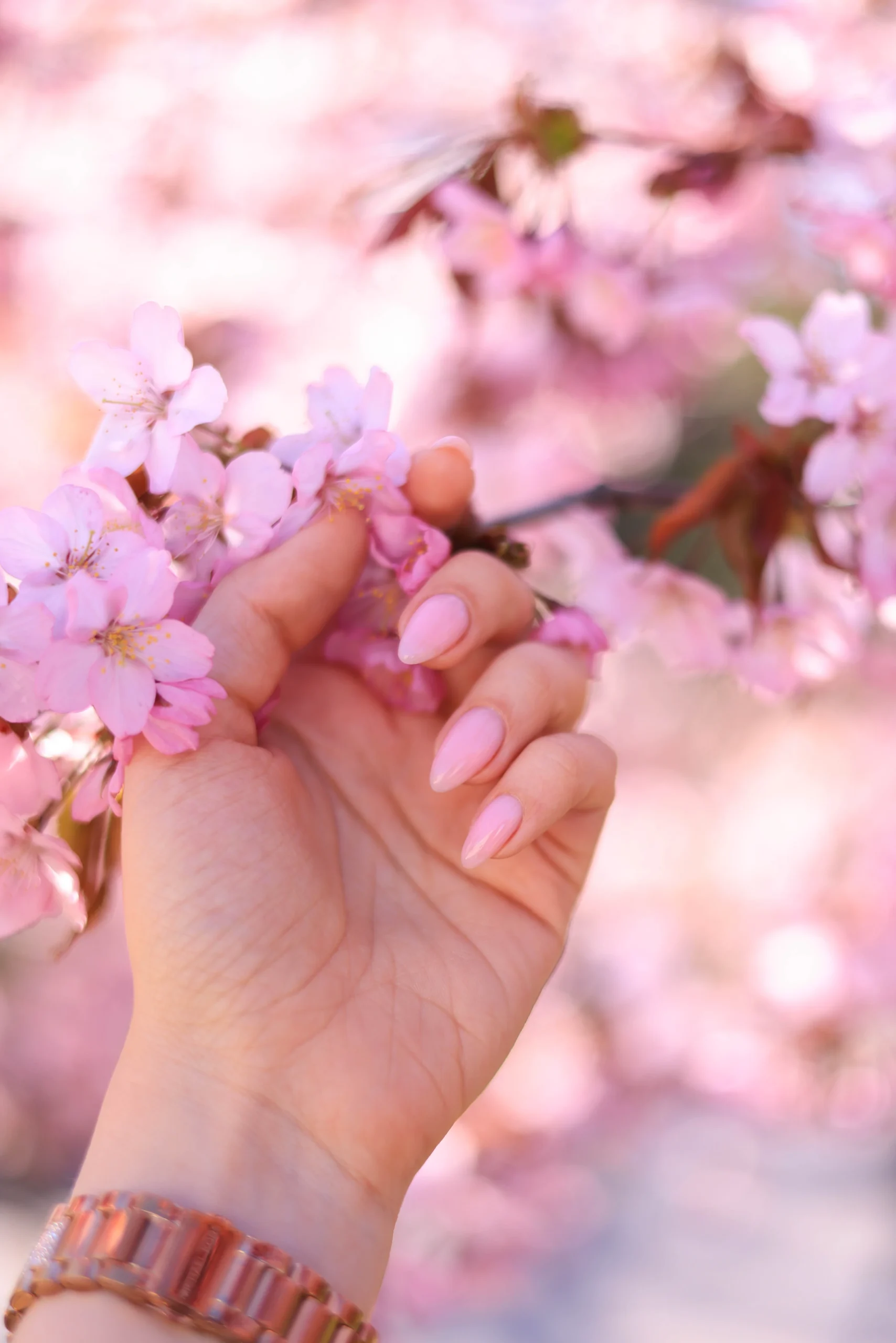 "Hand with light pink almond-shaped acrylic nails holding delicate cherry blossom flowers"